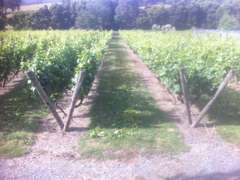 Providence Vineyards - Restaurant Darwin 1