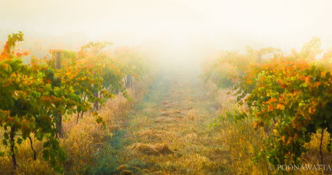 Poonawatta - Restaurant Darwin 0