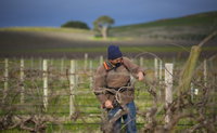 Kurtz Family Vineyards
