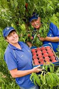 Willayoung Orchard