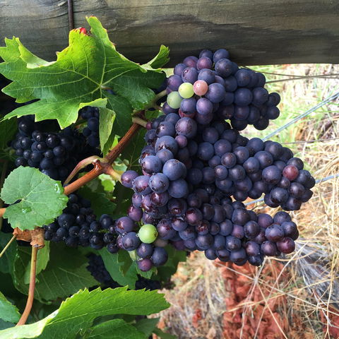 Freycinet Vineyard - Restaurant Darwin 1