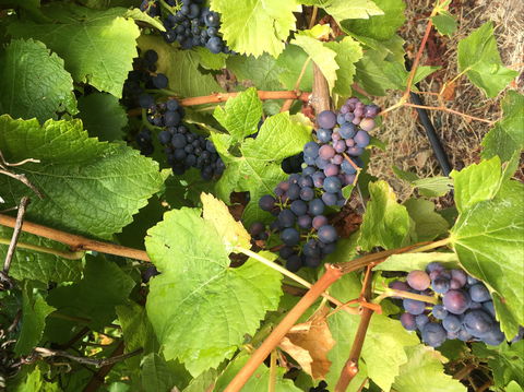 Freycinet Vineyard - Restaurant Darwin 2