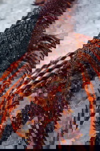 Lobster Shack Tasmania