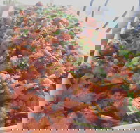 M Deli Cafe - Restaurant Darwin