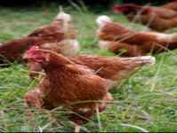 Holbrook Paddock Eggs