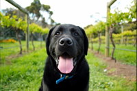 Every Man and His Dog Vineyard
