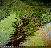 Gartelmann Wines - Restaurant Darwin