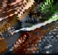 Outback Steakhouse Wollongong - Restaurant Darwin