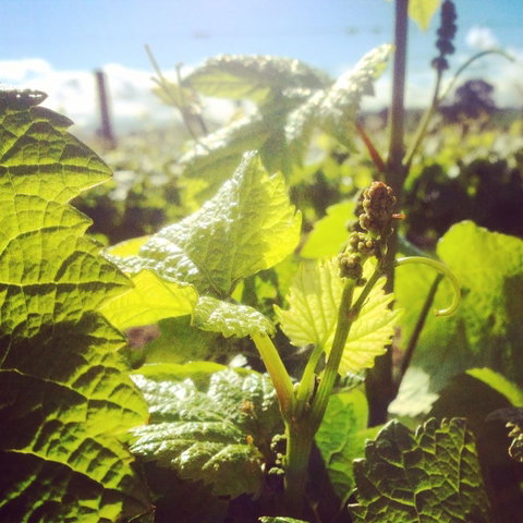 Punt Road Winery - Restaurant Darwin 1