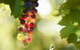 Raleigh Winery - thumb 0