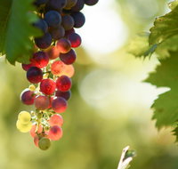 Raleigh Winery - Restaurant Darwin
