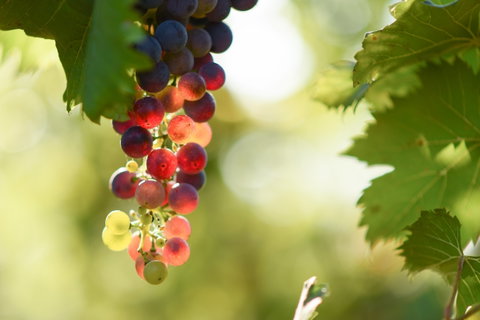 Raleigh Winery - Restaurant Darwin 0