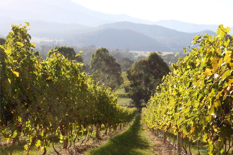 Pizzini Wines King Valley - Restaurant Darwin 2