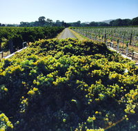 Willows Vineyard - Restaurant Darwin