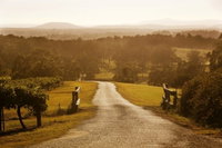 Petersons Wines
