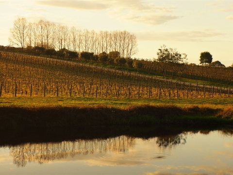 Brook Eden Vineyard - Restaurant Darwin 1