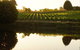 Brook Eden Vineyard - thumb 2
