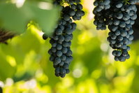 Garden  Field Wines