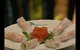 Vietnamese Fountain Restaurant - thumb 0