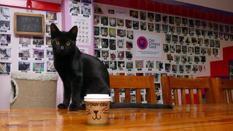 Cat Cuddle Cafe - Restaurant Darwin 0