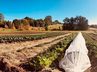 Synchronicity Farm