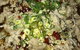 Golden Star Kitchen - thumb 1
