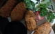 Haruka Japanese Cuisine - thumb 6