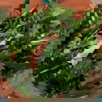 Soph Slice Gourmet Pizza Bar