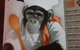 Brass Monkey - thumb 6