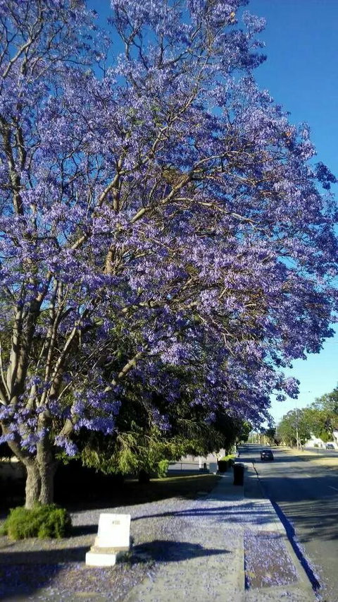 Paste Thai - Restaurant Darwin 11