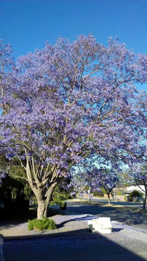 Paste Thai - Restaurant Darwin 6