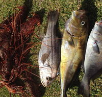 Ledge Point Country Club - Restaurant Darwin