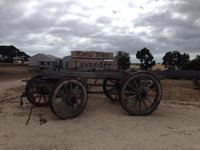 Emu Bay Lavender
