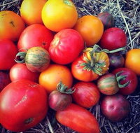 The Seasonal Garden Cafe - Restaurant Darwin