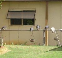 Sandy Grove - Restaurant Darwin