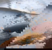 Wild Local Prawns - Restaurant Darwin