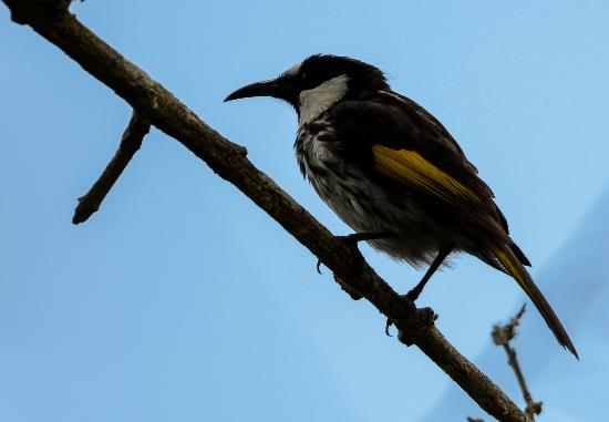 Paluma QLD Restaurant Darwin