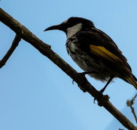 Ivy Cottage - Restaurant Darwin