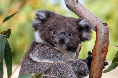 Great Ocean Road Tour With Lunch - Restaurant Darwin 5