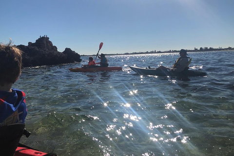 Penguin Island And Fremantle - Canoe, Chocolate & Coffee - Restaurant Darwin 1