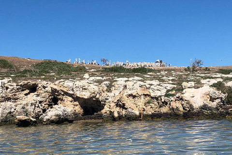 Penguin Island And Fremantle - Canoe, Chocolate & Coffee - Restaurant Darwin 5