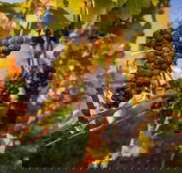 Full Day Tamar Valley Wine Tour - Restaurant Darwin