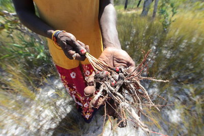 Gay-Wu Woman's 5 Day Yolngu Homeland Tour
