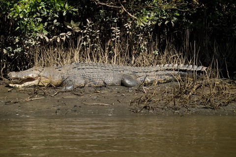 5-Day Best Of Cairns With Daintree, Kuranda, And Great Barrier Reef - Restaurant Darwin 5