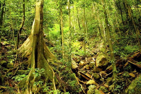 Cairns 4WD Waterfall And Rainforest Tour Including Kuranda Scenic Railway - Restaurant Darwin 1