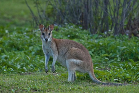 Cairns 4WD Waterfall And Rainforest Tour Including Kuranda Scenic Railway - Restaurant Darwin 2