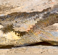 4-Day Cairns Ultimate Combo Daintree Rainforest Reef Kuranda  Paronella Park - Restaurant Darwin