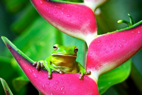 Cape Tribulation, Mossman Gorge, And Daintree Rainforest Premium Day Tour - Restaurant Darwin 0