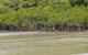 Cape Tribulation, Mossman Gorge, And Daintree Rainforest Premium Day Tour - thumb 4