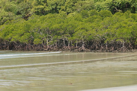 Cape Tribulation, Mossman Gorge, And Daintree Rainforest Premium Day Tour - Restaurant Darwin 4